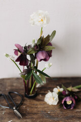Beautiful helleborus, muscari and daffodil composition on kenzan and scissors on aged wooden background. Spring flowers rustic still life. First spring flowers gardening