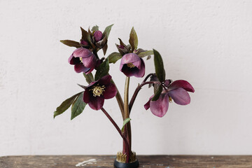Spring rustic flowers still life. Beautiful helleborus composition on kenzan on aged wooden background. First spring flowers gardening - obrazy, fototapety, plakaty