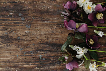Spring flowers rustic flat lay. Beautiful helleborus, muscari, daffodils on aged wooden background....