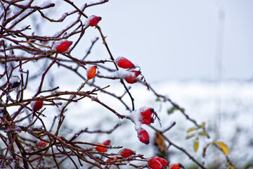 A wonderful winter forest in Bavaria
