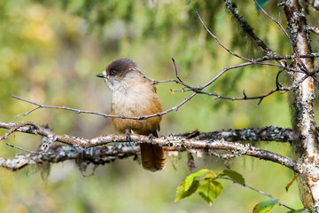 Unglückshäher in Schweden im Herbst
