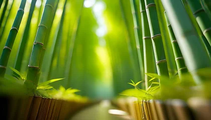 Gordijnen bamboo forest background © Pikbundle