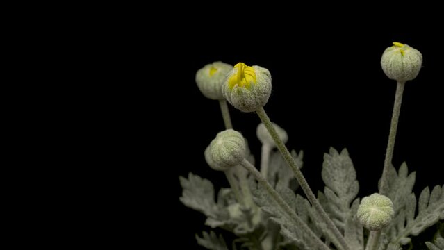 黄色い花(ユリオプスデージー)開花の4Kタイムラプス動画