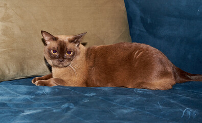 cat on the couch