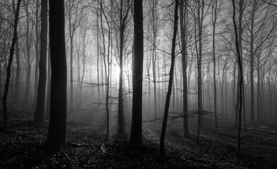 Forest with beech and oak trees in Iserlohn Sauerland Germany. Misty, dark and foggy atmosphere on a winter morning with low sun flashing though the trunks. Black and white. Scary natural surrounding.