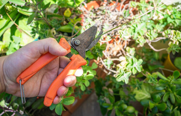 pruning plants with pruning shears in summer