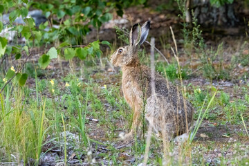 European hare