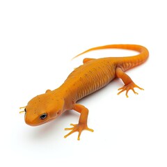Obraz premium Red Lizard Newt Isolated