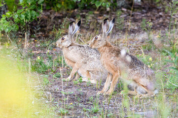 European hare