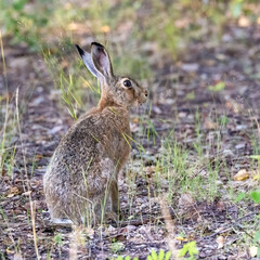European hare