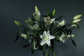  Lily. White Easter Lily flowers. Lilies blooming. Lilium Candidum in a summer. Garden Lillies with...