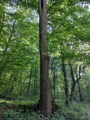 A tree in Hyrcanian forest