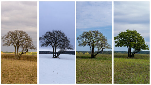 Tree in four seasons of the year, seasonal diversity of nature