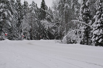 Turning road, bending road covered with snow in a snowy forest during the day