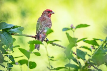 Close up image of the rose finch, a passerine bird with brown back and red head, perching on a twig. Fresh green leaves around. Yellow background.