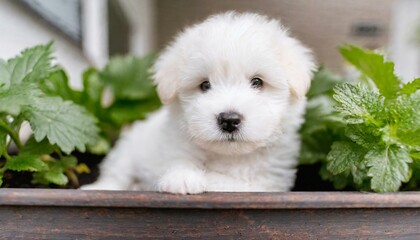 white puppy in the garden