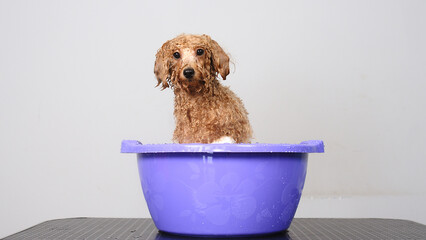 The dog sits in foamy water on a light background. A small poodle bathes in soapy water. Concept...