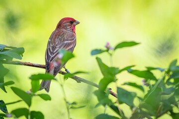 Close up image of the rose finch, a passerine bird with brown back and red head, perching on a twig. Fresh green leaves around. Yellow background.