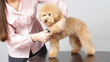The groomer carefully cares for the little puppy's claws and paws. Nail trimming, hygiene. Puppy health, care procedures. Grooming salon treatment of animal paws. Examination at the veterinary clinic