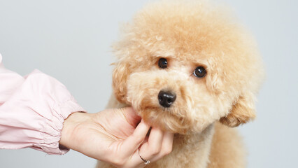 Close-up of a cute poodle breed. Funny dog ​​looks at the camera. Concept of purebred dogs and cute animals.