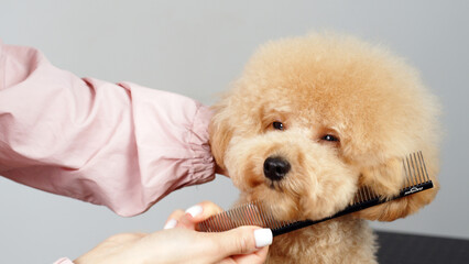 Cute female groomer combing the hair of a small cute maltipoo puppy. A funny little dog sits in a grooming salon or veterinary clinic. Cute poodle dog getting a haircut.
