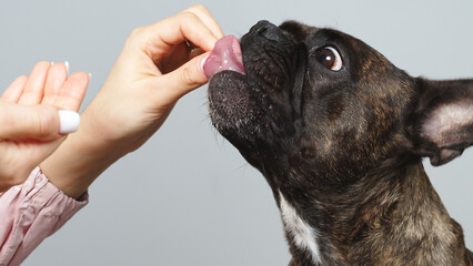 A dog handler is training a French bulldog. Concept for advertising delicious food for pets and dog...