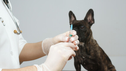 Close-up of a syringe in the hands of a veterinarian with a French bulldog in the background. An unrecognizable veterinarian prepares medicine for a purebred pet in a clinic.