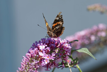 Red admiral butterfly (Vanessa Atalanta) perched on summer lilac in Zurich, Switzerland