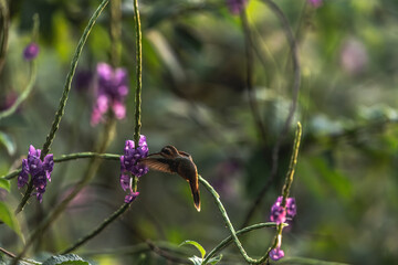 Charming hummingbird in flight fine art bird flying