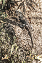 Iguana good cover on tree in Costa Rica wildlife reptile animal