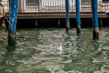 Gaviota en el agua en Venecia, Italia © jordirenart