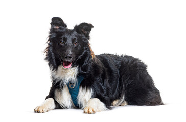 Border Collie wearing a harness dog, isolated on white