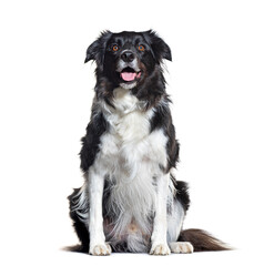 Sitting Border Collie, isolated on white