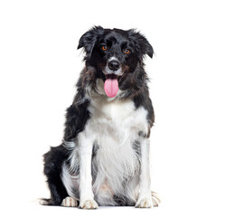 Sitting Border Collie, isolated on white