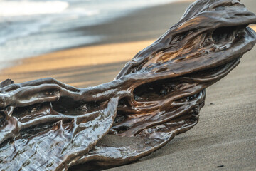 Shiny drift wood on the beach wet in Costa Rica