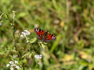 Peacock Butterfly Resting. Wings Open.