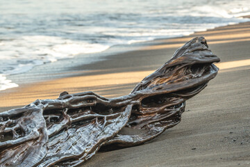 Shiny drift wood on the beach wet in Costa Rica