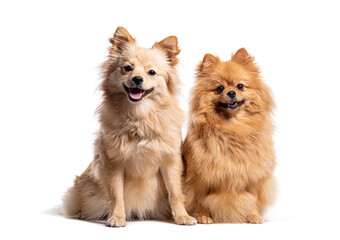 Two Spitz dogs sitting together, panting and looking at the camera, Isolated on white