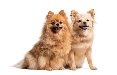 Obraz premium Two Spitz dogs sitting together, panting and looking at the camera, Isolated on white
