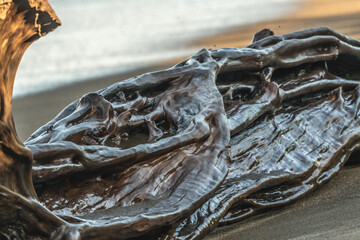 Shiny drift wood on the beach wet in Costa Rica