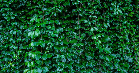 Natural green leaves fence wall in natural garden for background, texture leaves of tree is...
