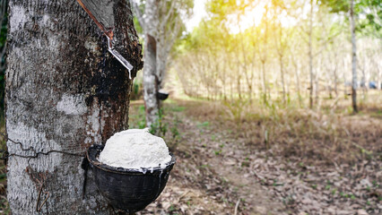 Rubber latex in bowl extracted from rubber tree plantation, agriculture of asian from natural latex.