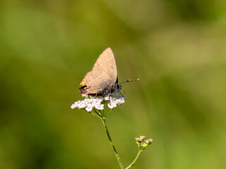 White-letter Hairstreak. Wings Closed.