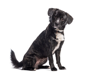 Mongrel wearing a dog collar, Isolated on white