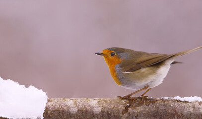 A robin stands on a branch, on a blurred pink background, its beak covered in snowflakes