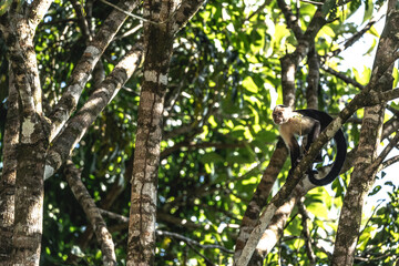 white face monkey in the tree Costa Rica jungle travel