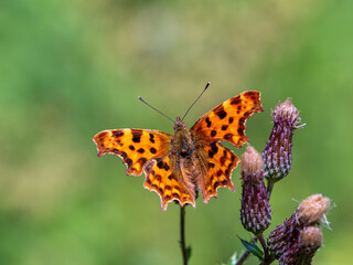 Obraz premium Comma Butterfly on Creeping Thistle