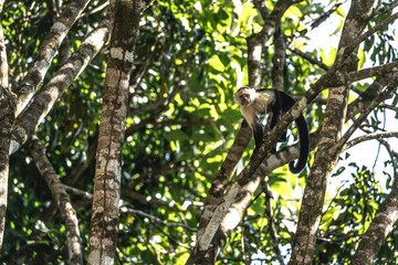white face monkey in the tree Costa Rica jungle travel
