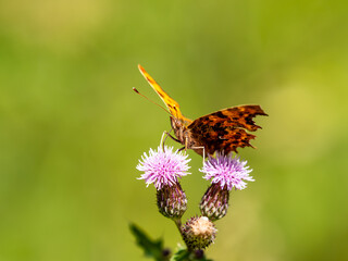 Comma Butterfly on Creeping Thistle