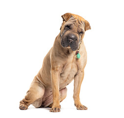 Adult Sharpei wearing a dog collar, Isolated on white